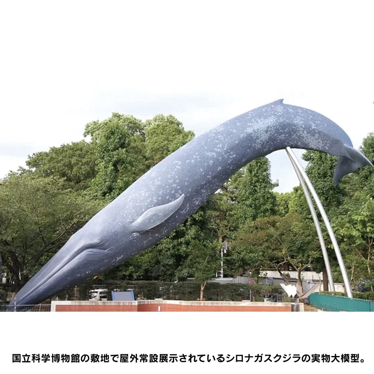 シロナガスクジラ 国立科学博物館 常設展(屋外展示)