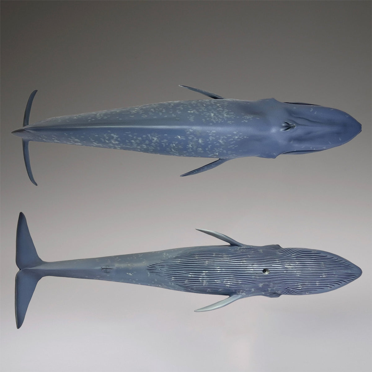 シロナガスクジラ 国立科学博物館 常設展（屋外展示）